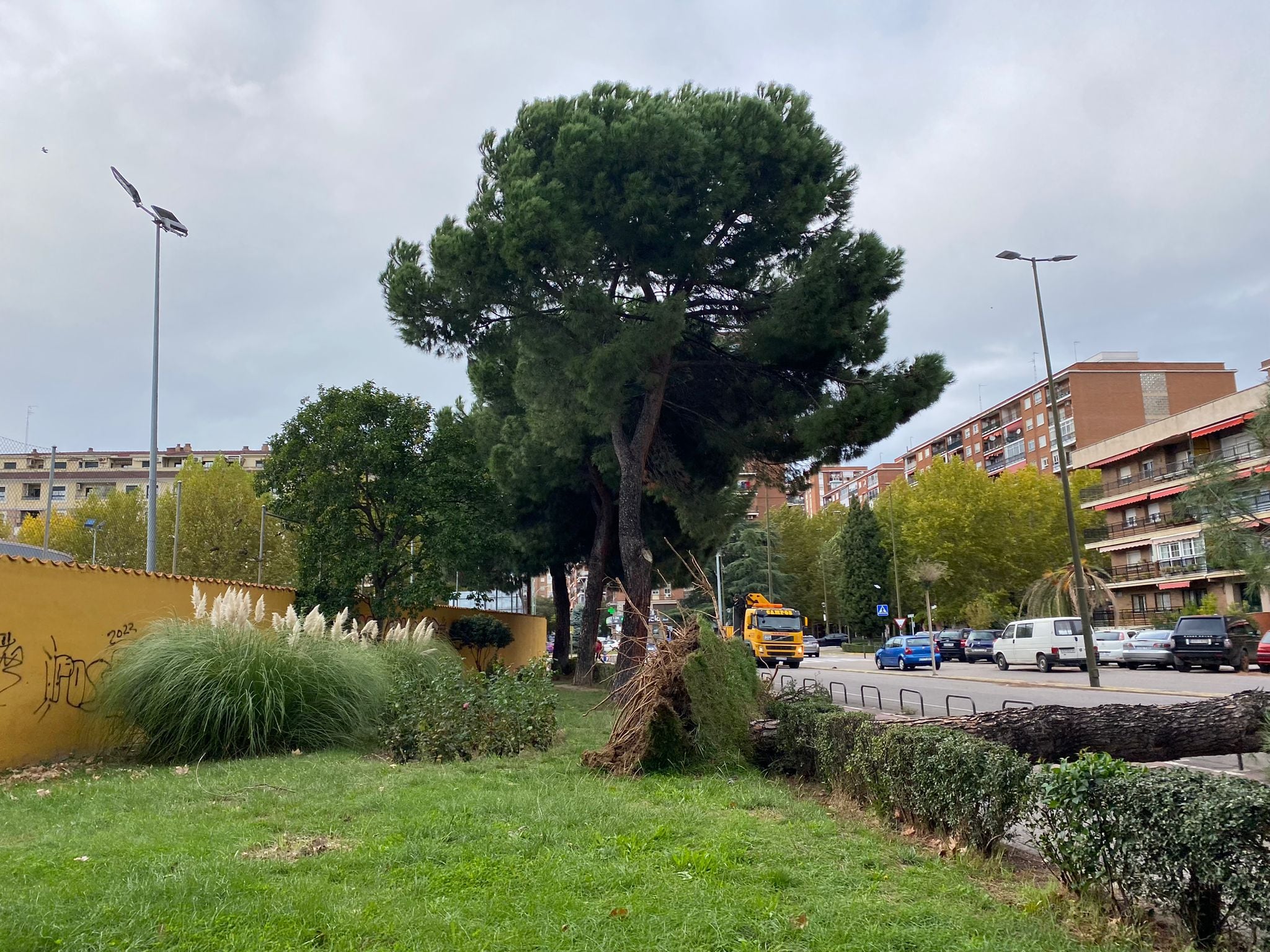 El pino ha sido arrancado de cuajo a causa de los fuertes vientos que se viven en Talavera de la Reina y su Comarca. Recordar que estamos en alerta amarilla por esta situación climatológica.