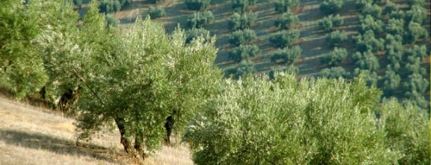 Campo de olivar en Málaga