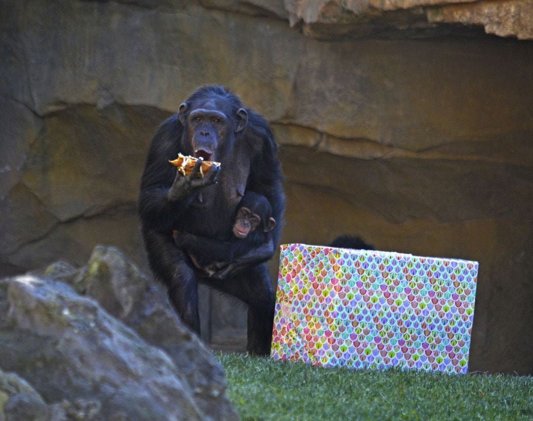 Los animales del Bioparc reciben los regalos de los Reyes Magos