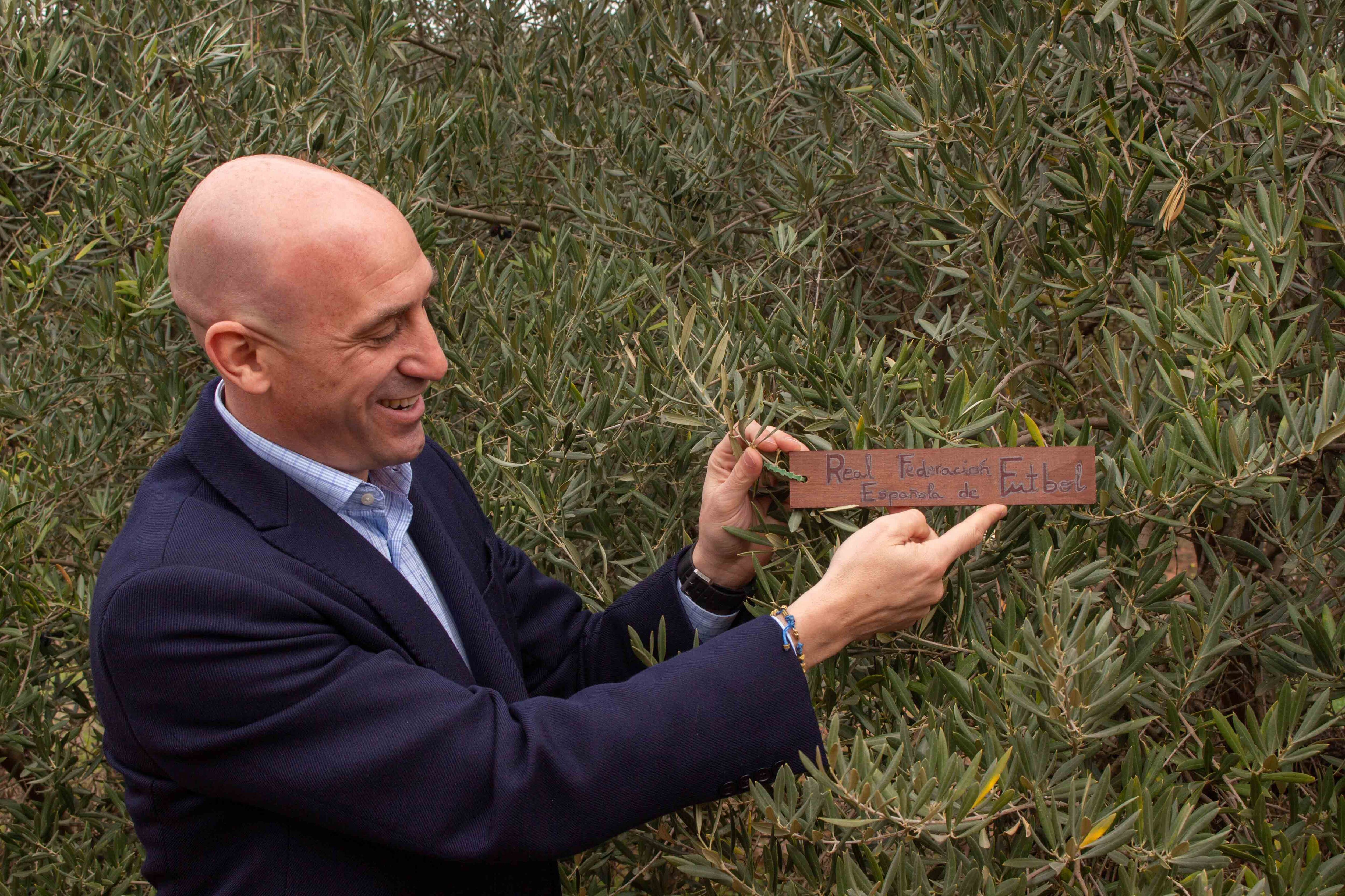 El presidente de la RFEF, Luis Rubiales, sostiene la placa identificativa junto al olivo.