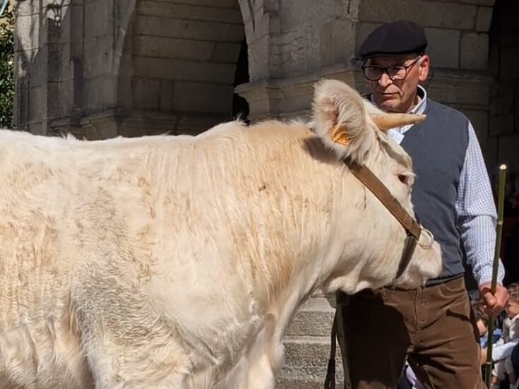 Charolesa desfilando