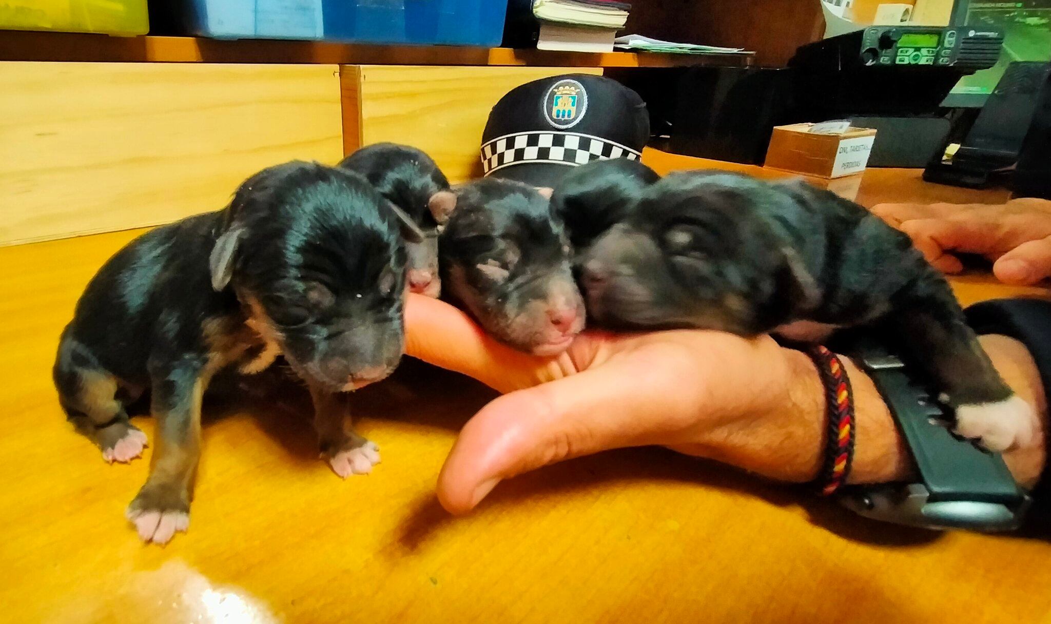 Cachorros recogidos por la Policía Local