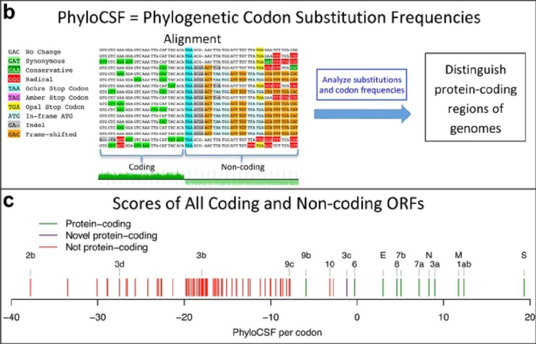 Una de las imágenes que ilustran el estudio sobre las mutaciones del coronavirus.