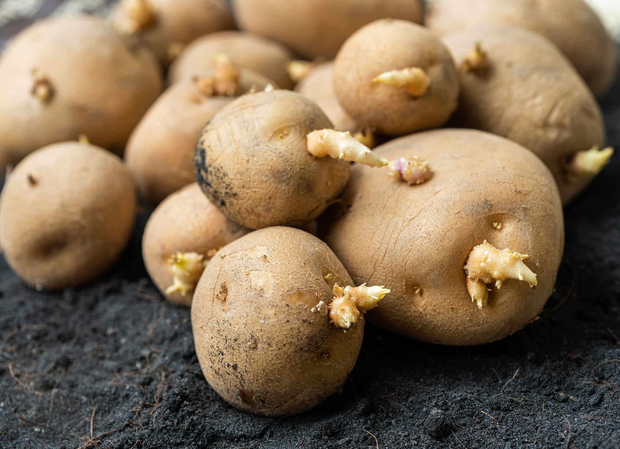 Varias patatas con brotes.