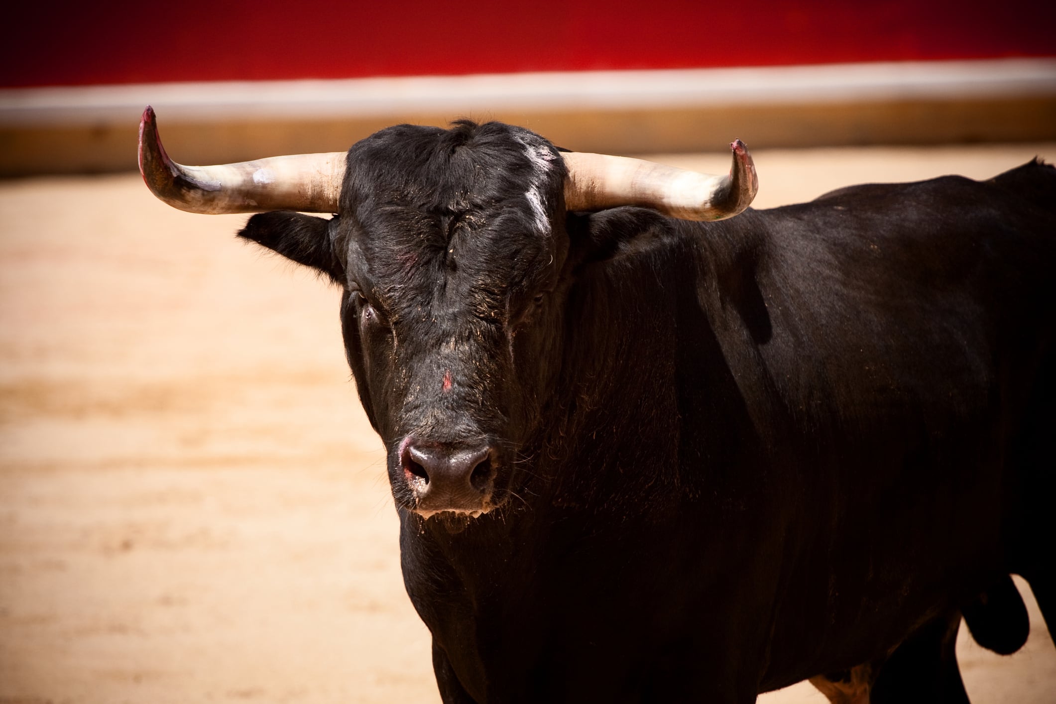 Toro en una plaza de toros