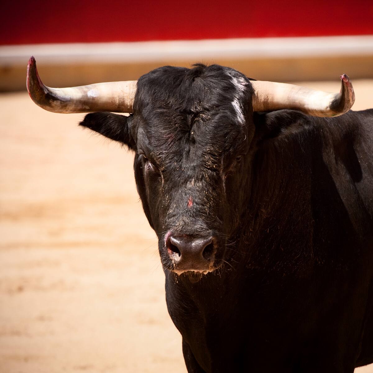Cuatro organizaciones animalistas convocan una protesta antitaurina en Inca