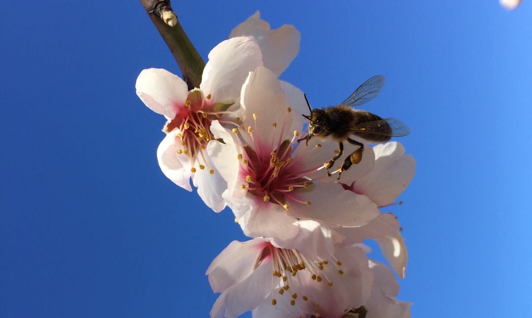 Una abeja busca el néctar en las flores de los almendros.