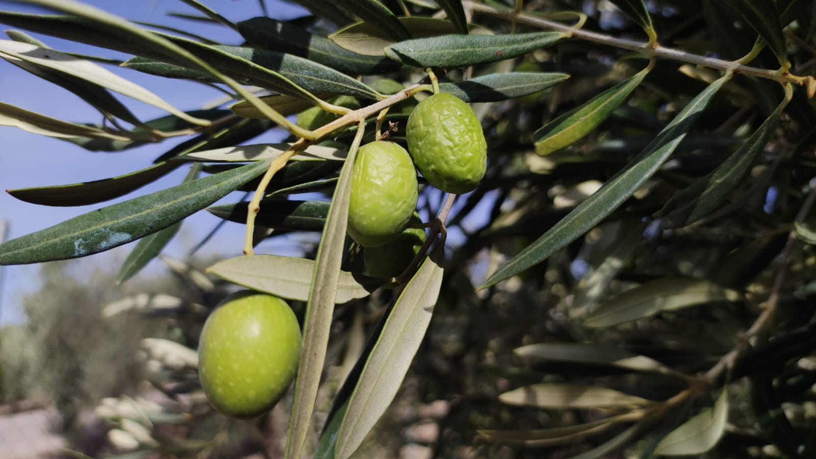 Aceitunas &#039;arrugadas&#039;, el síntoma de un olivar que resiste su cuarto año de sequía en Córdoba