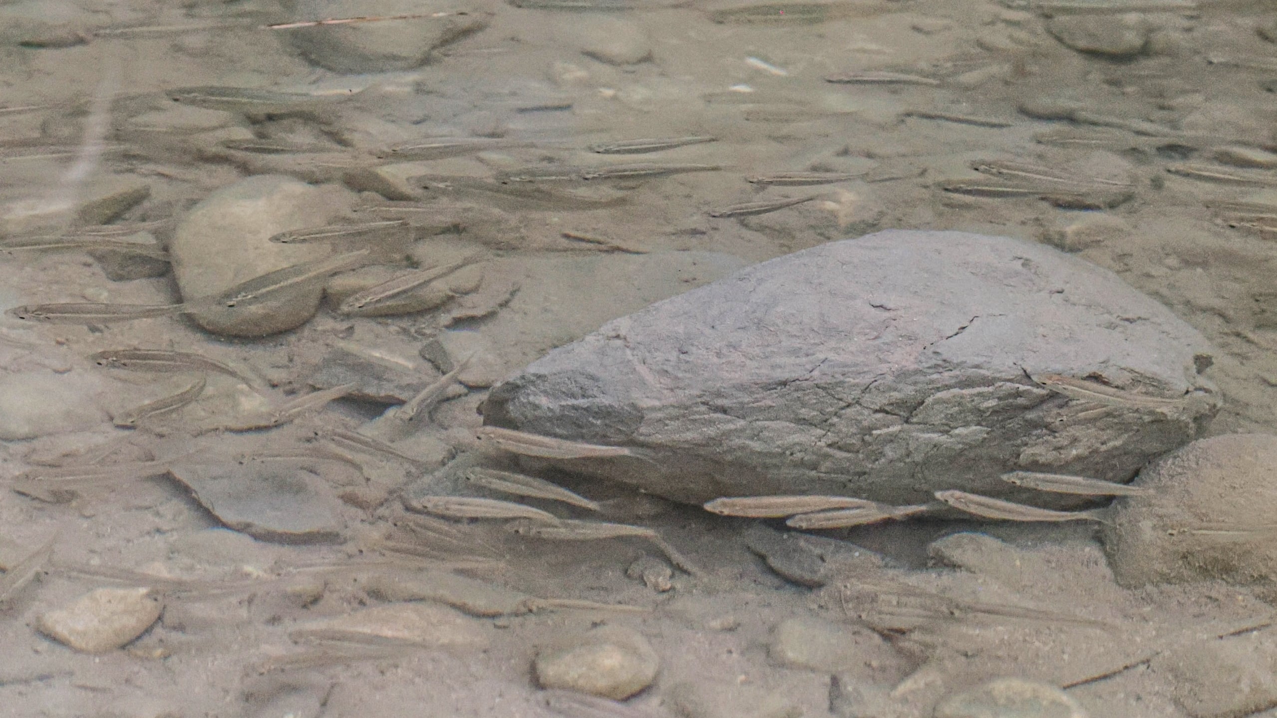 El cacho valenciano en la rambla de Puça de Petrer