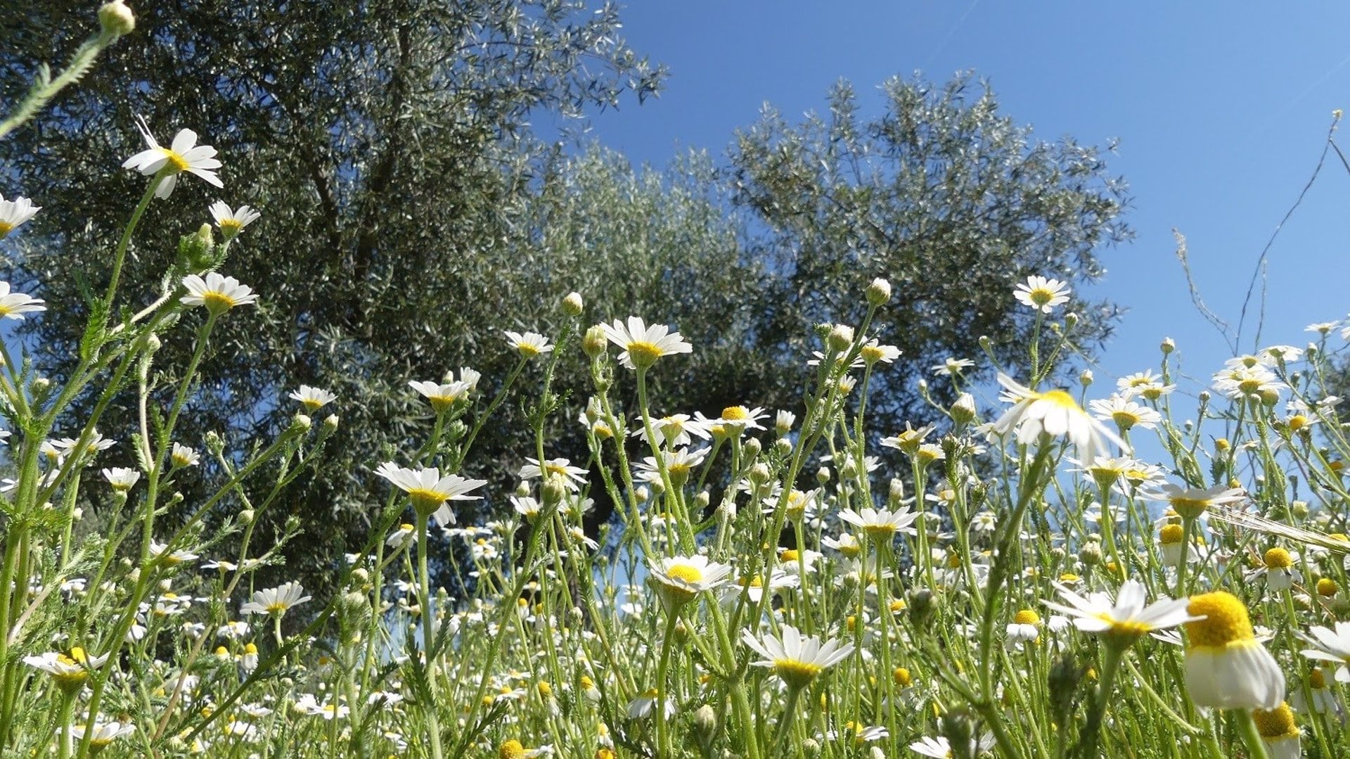 Olivar con cubierta vegetal mantenida