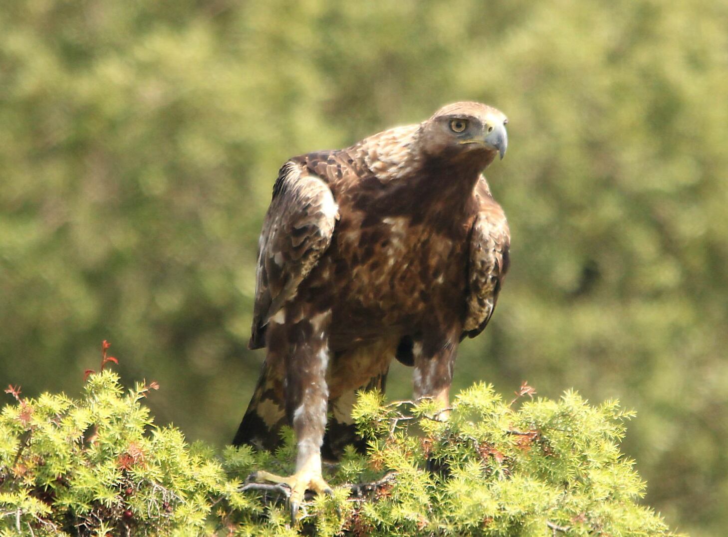 Ejemplar de águila real fotografiado en el área de influencia de parque eólico proyectado en Cantoblanco