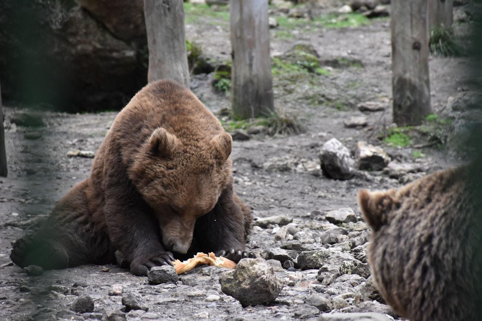 El parque cuenta con una familia de doce osos