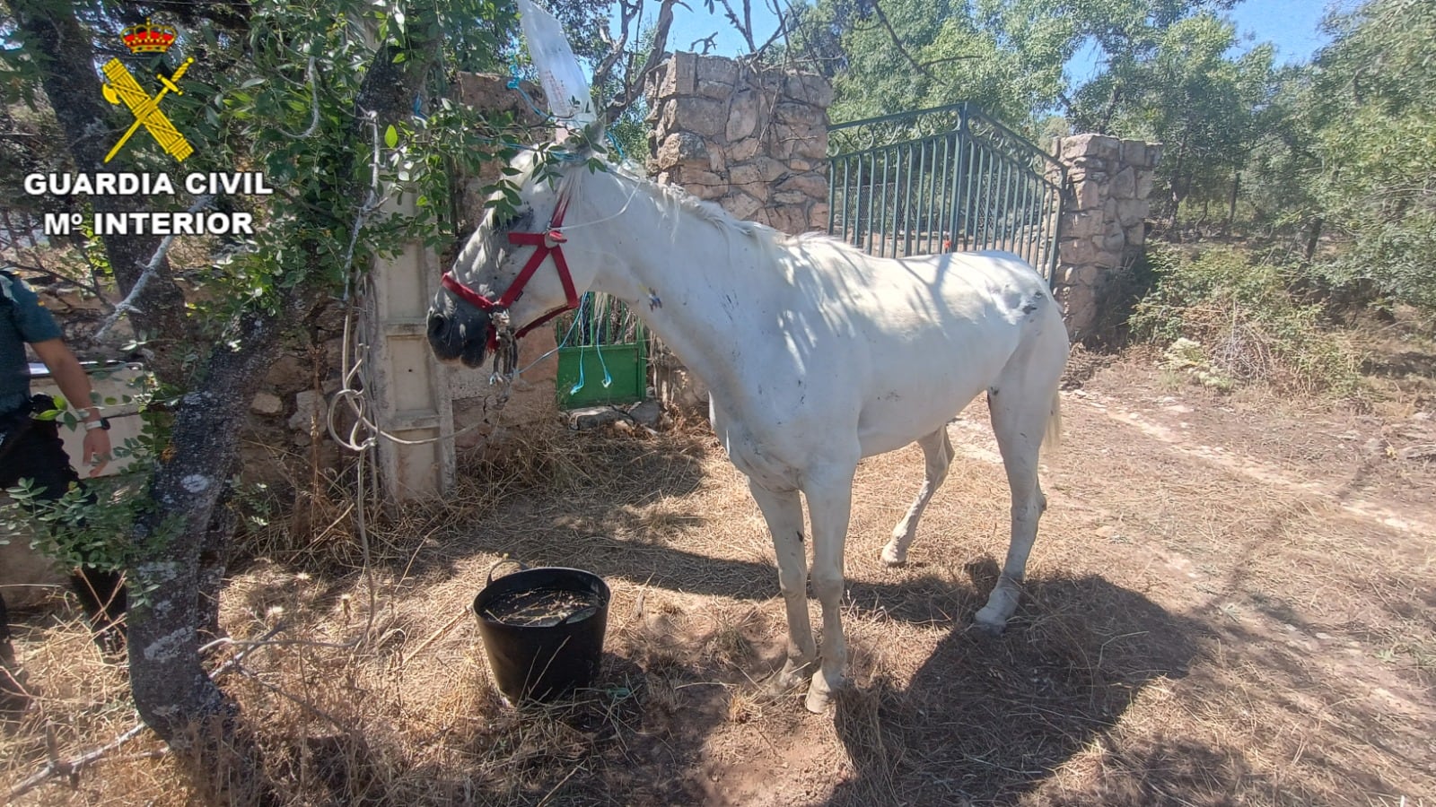 La Guardia Civil investiga por maltrato animal a un vecino de Manzanares El Real