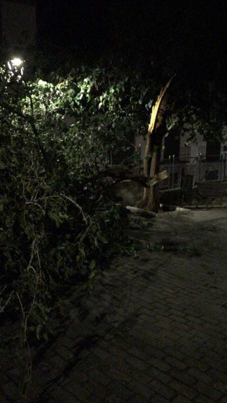 Frente al Camarín de Jesús, en Jaén capital, otro arbol caído en plena calle