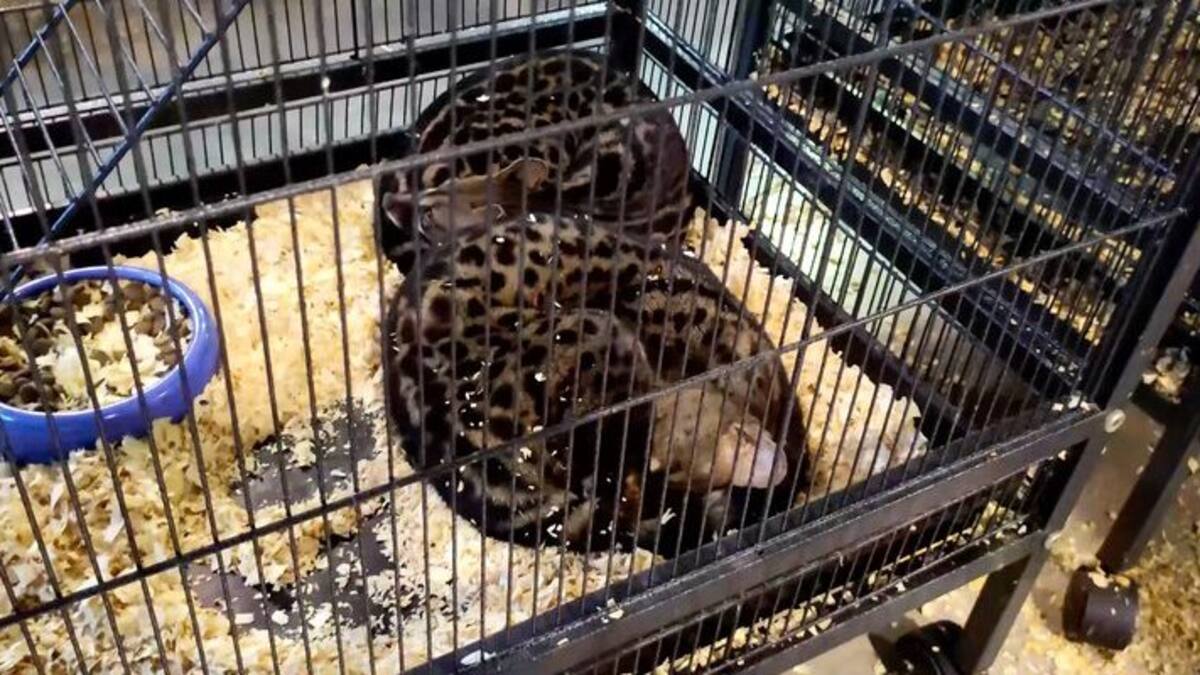 Del tráfico de especies a las mascotas exóticas: por qué las listas positivas pueden cambiar el futuro del comercio de animales