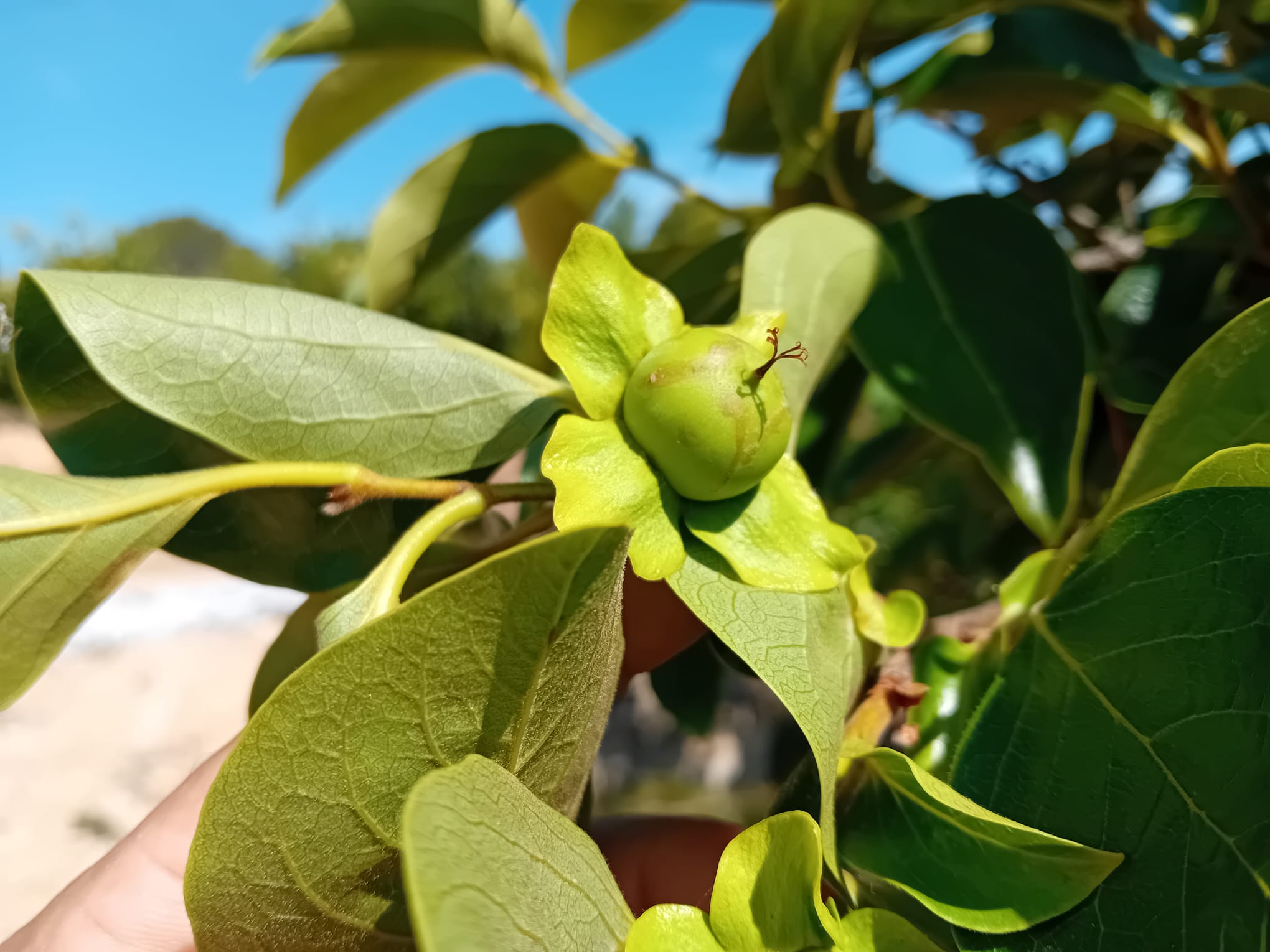 Daños en caquis de la nueva plaga