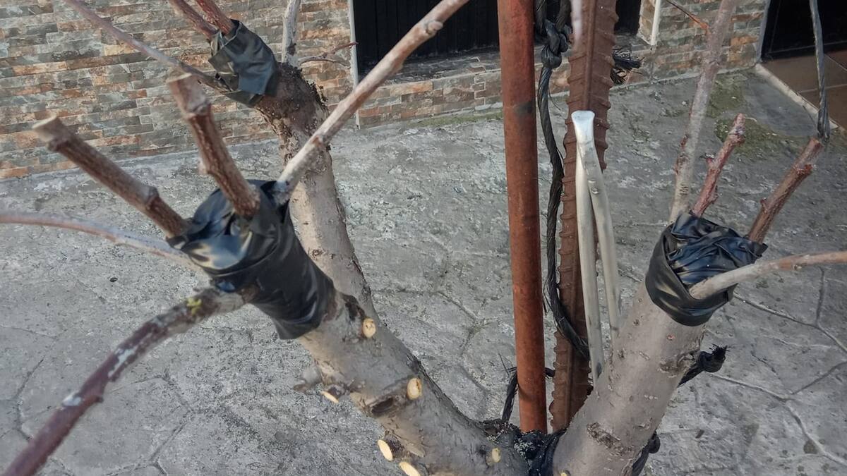 Eduardo Perote, miembro de Prao de Luyas, repasa en Hoy por Hoy Peñafiel la XV Feria de la Fruticultura Local de Piñel de Abajo