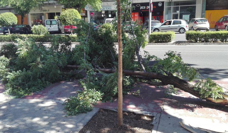 Rama de Árbol en el suelo de la Avenida de Pío XII