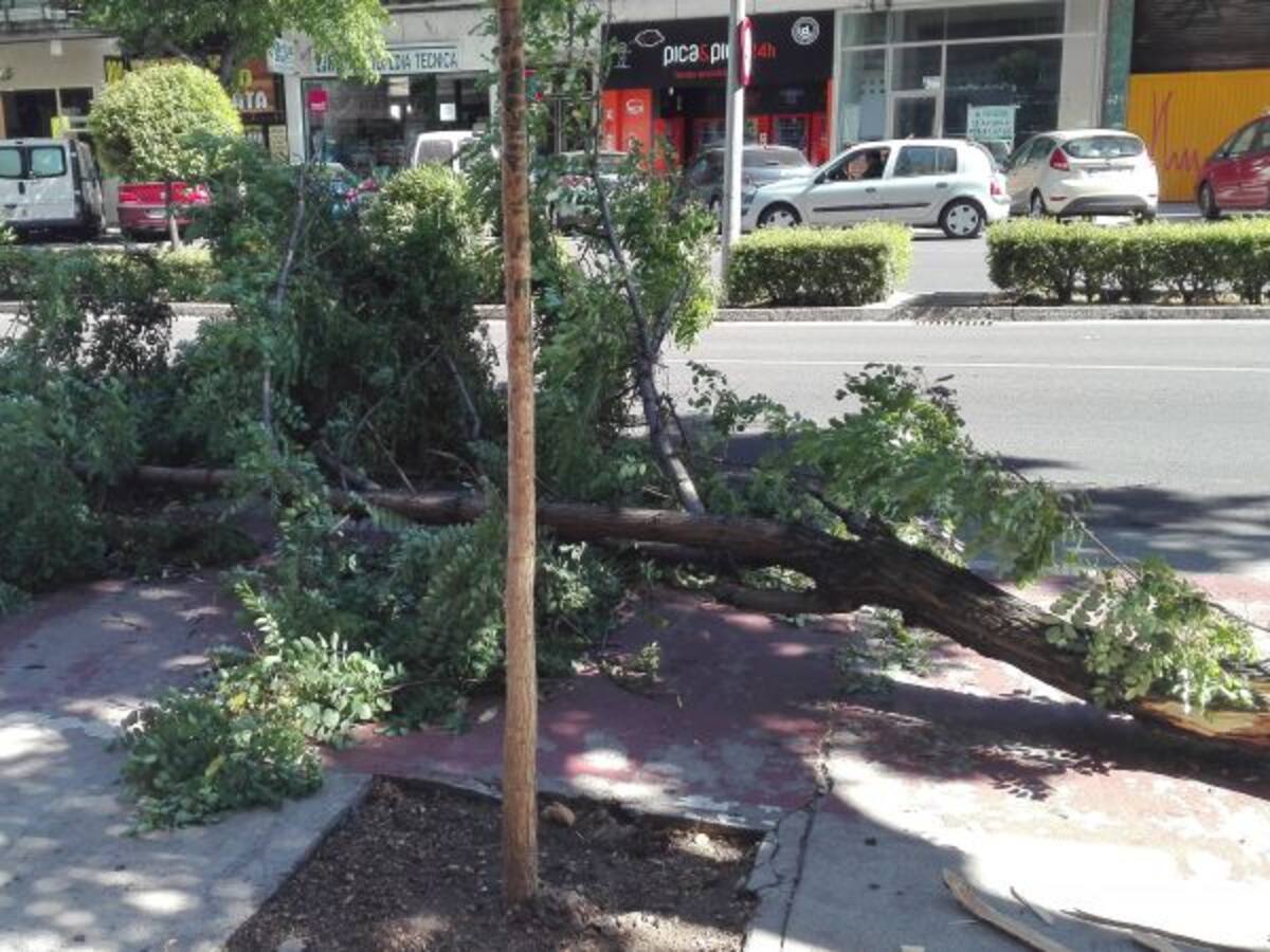 Se desprende una rama de un árbol en la Avenida de Pío XII