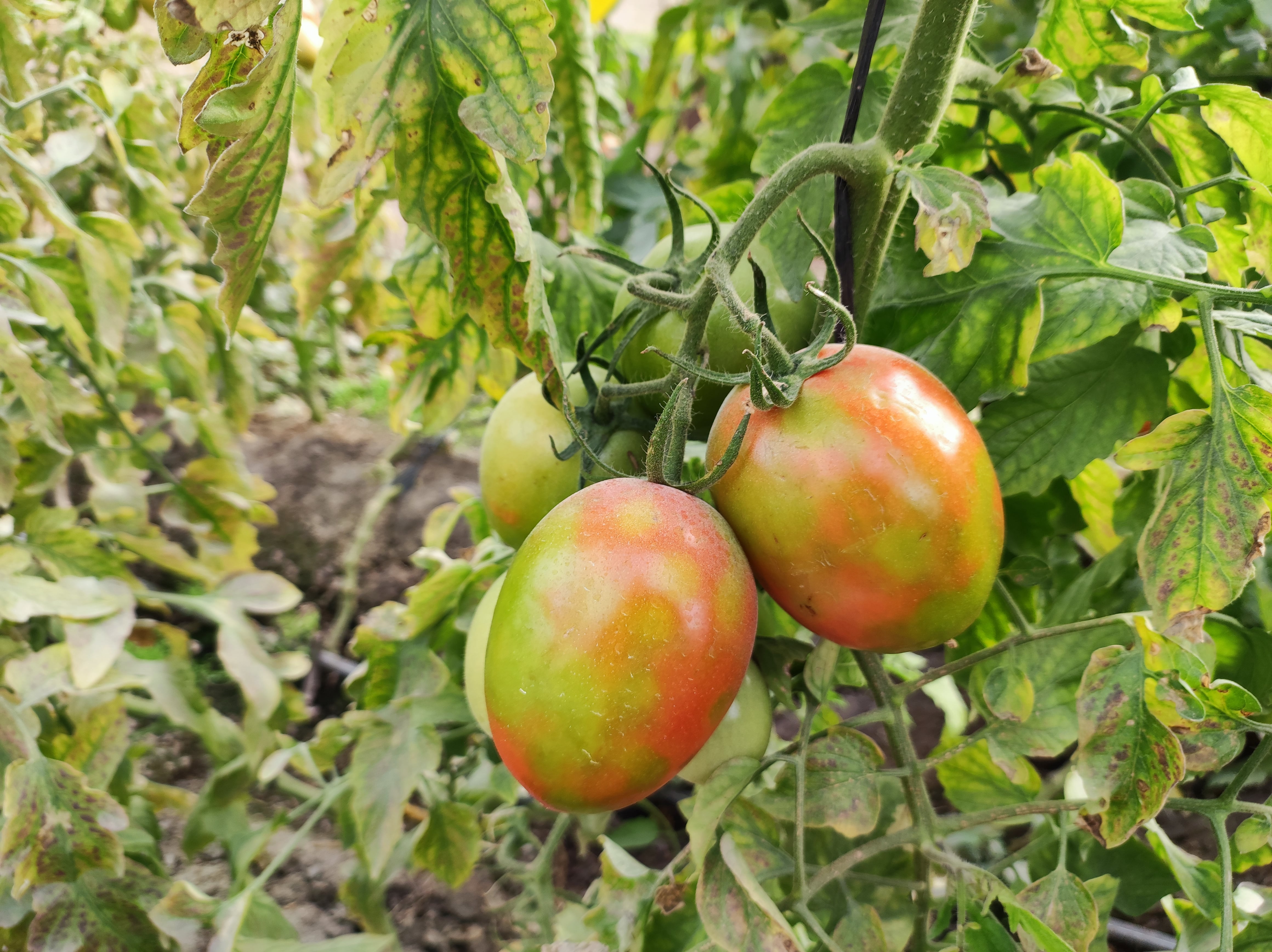 Águilas acoge una jornada sobre la &#039;Virosis del tomate&#039;