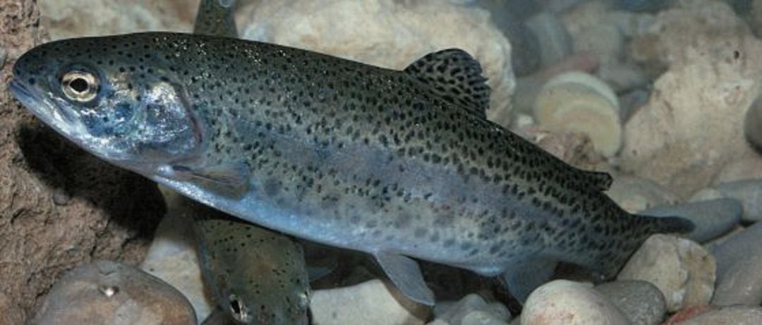 Una trucha arco iris (Oncorhynchus mykiis)