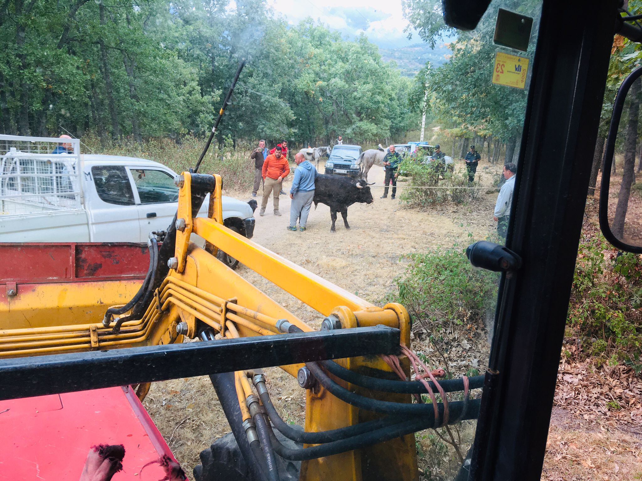 Localizan al toro escapado en los encierros de Valsaín