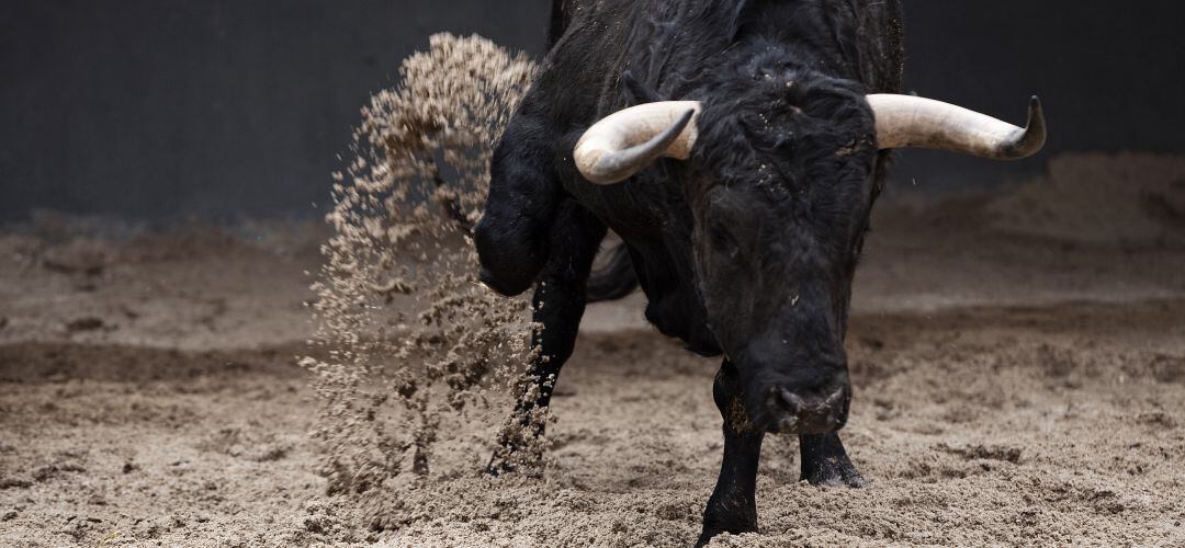 Las fiestas de Fuenlabrada continuarán con su programación taurina