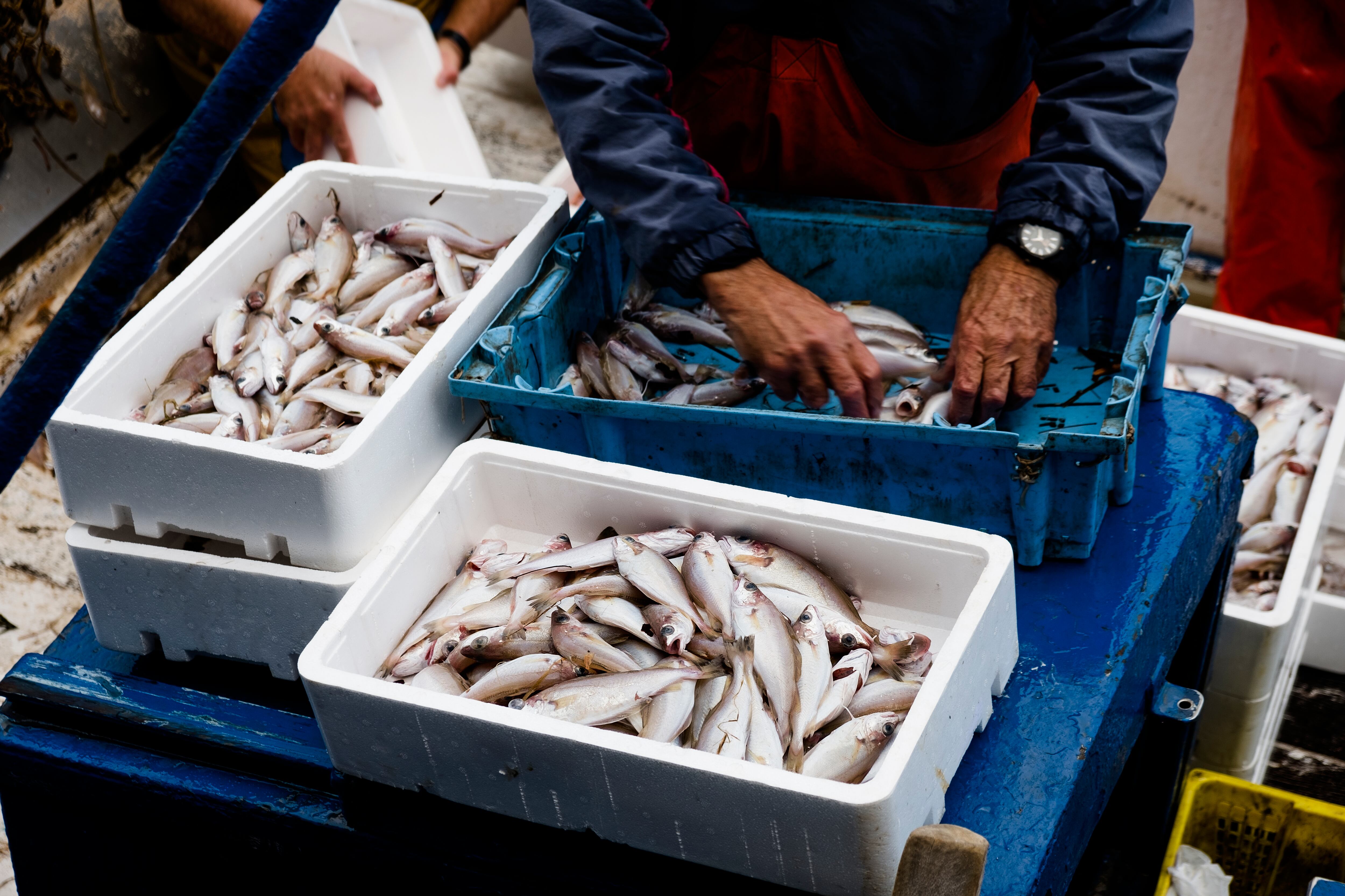 Un pescador ordena la pesca al llegar a puerto.