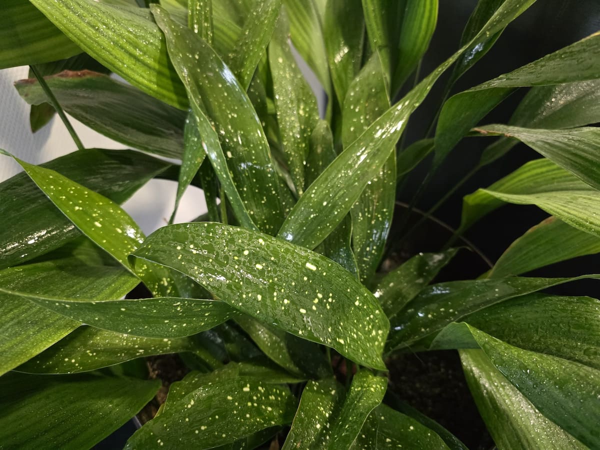 La aspidistra, la planta omnipresente que no muere y resiste a (casi) todo