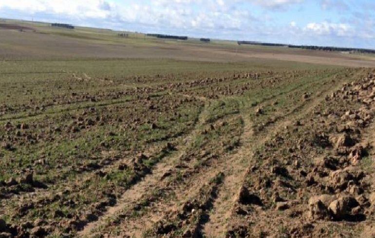 Parcela dañada con roderas de vehículos