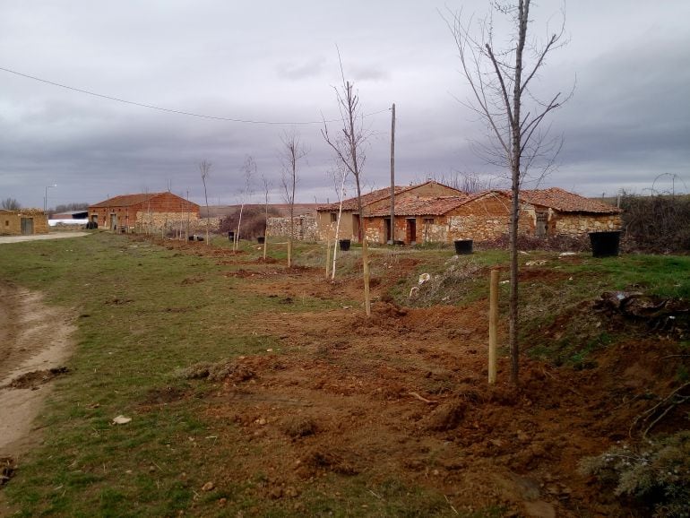 Imagen de la zona de Riaguas de San Bartolomé donde se ha realizado la plantación