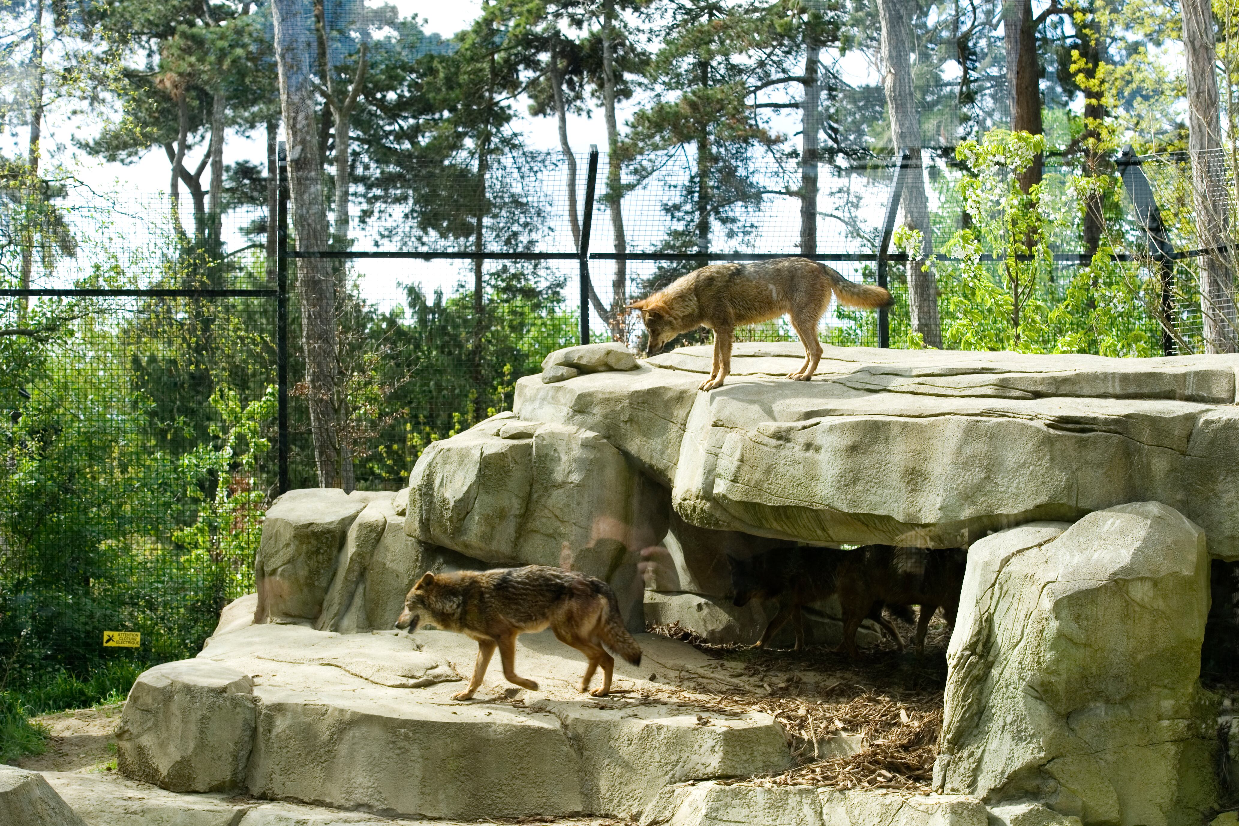 Lobos en un zoo de París.