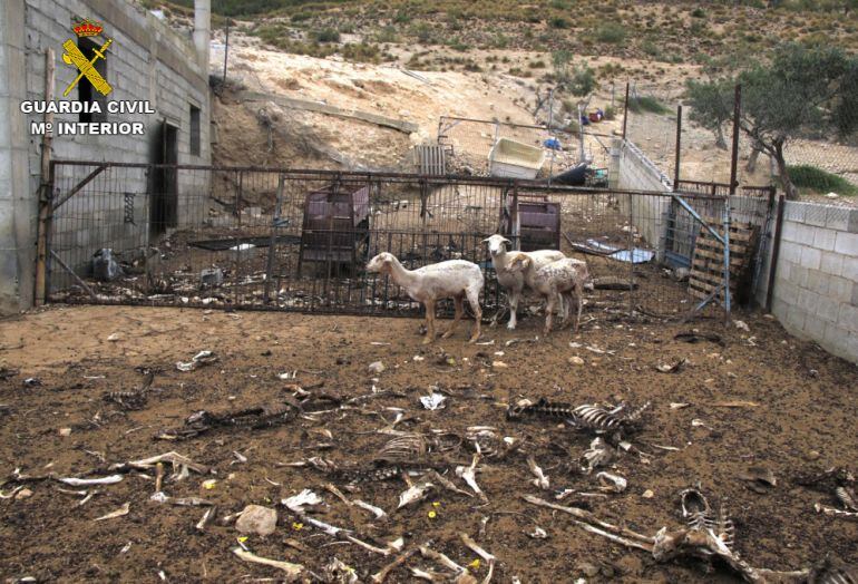 Explotación ganadera de Zújar (Granada) donde 200 ovejas y dos perros han muerto de hambre y sed