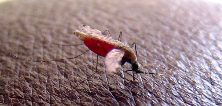 Foto de archivo tomada el 23 de abril de 2008 de un mosquito &#039;Anopheles gambiae&#039;, que transmite el parásito que causa malaria.