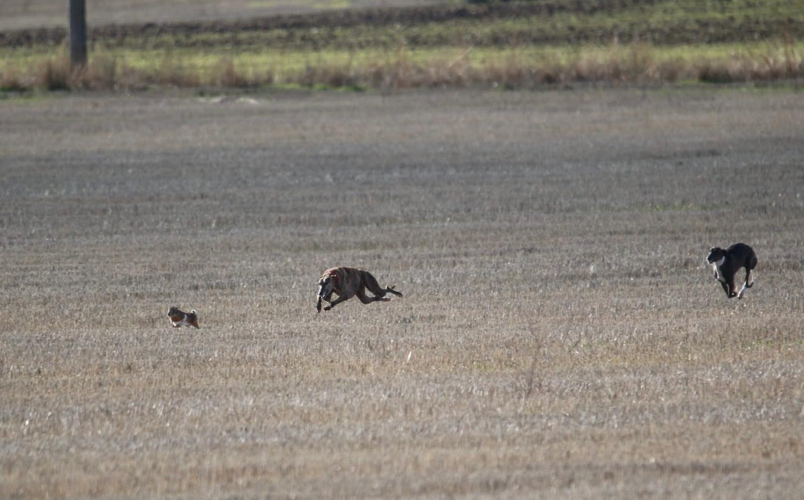 Desarrollo de una de las colleras en Donjimeno