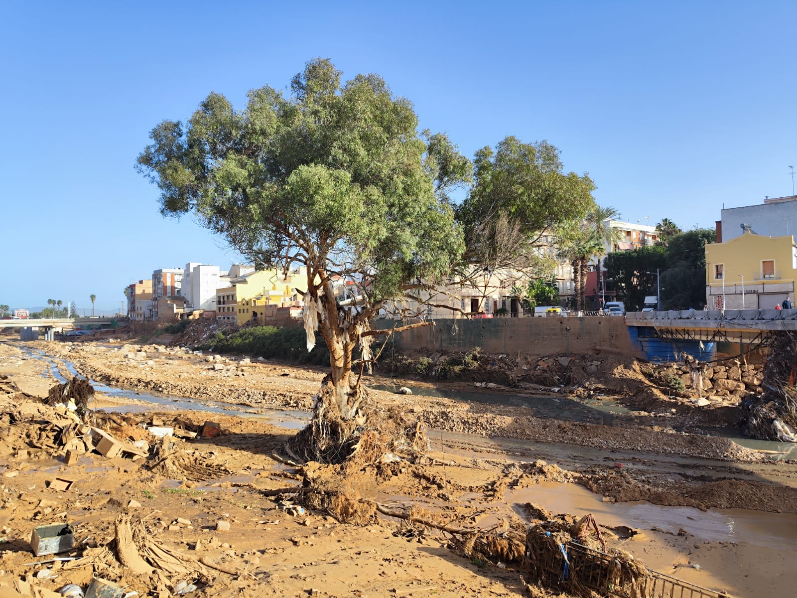 El árbol monumental ubicado en el cauce del barranco del Poyo a su paso por Paiporta resistió el envite del agua el pasado 29 de octubre