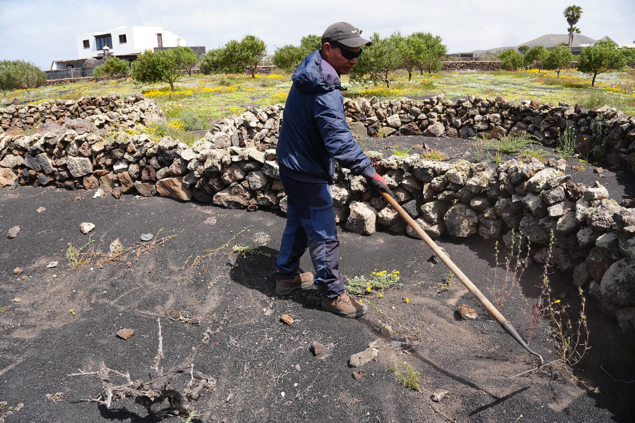 Cultivo tradicional en Lanzarote.