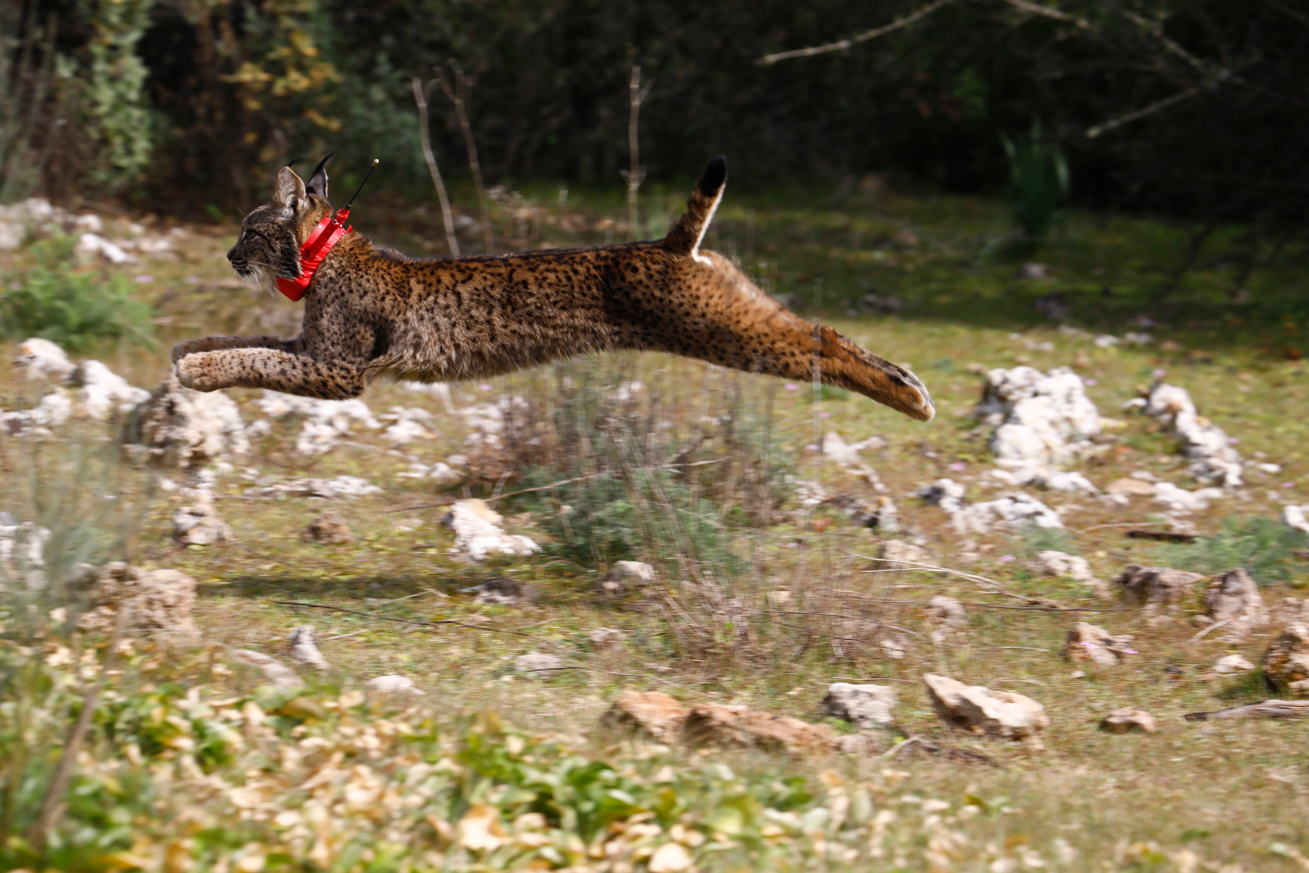 -FOTODELDÍA- GRAFAND7640. ALMODÓVAR DEL RÍO (CÓRODBA), 15/02/2023.- El lince &quot;Sandía&quot; tras ser puesto en libertad por el presidente de la Junta de Andalucía, Juanma Moreno, este miércoles en la localidad cordobesa de Almodóvar del Río. EFE/Salas
