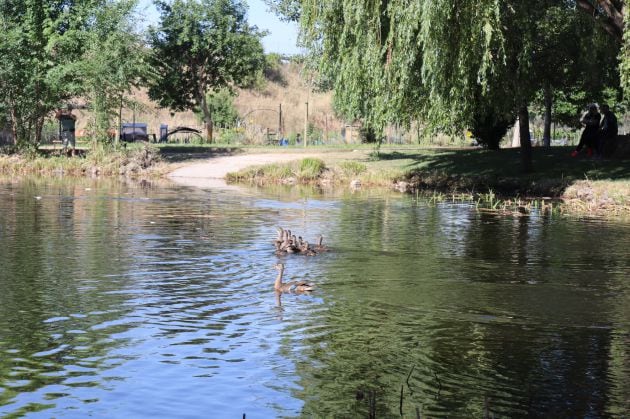 Ánades en la laguna de La Quebradilla