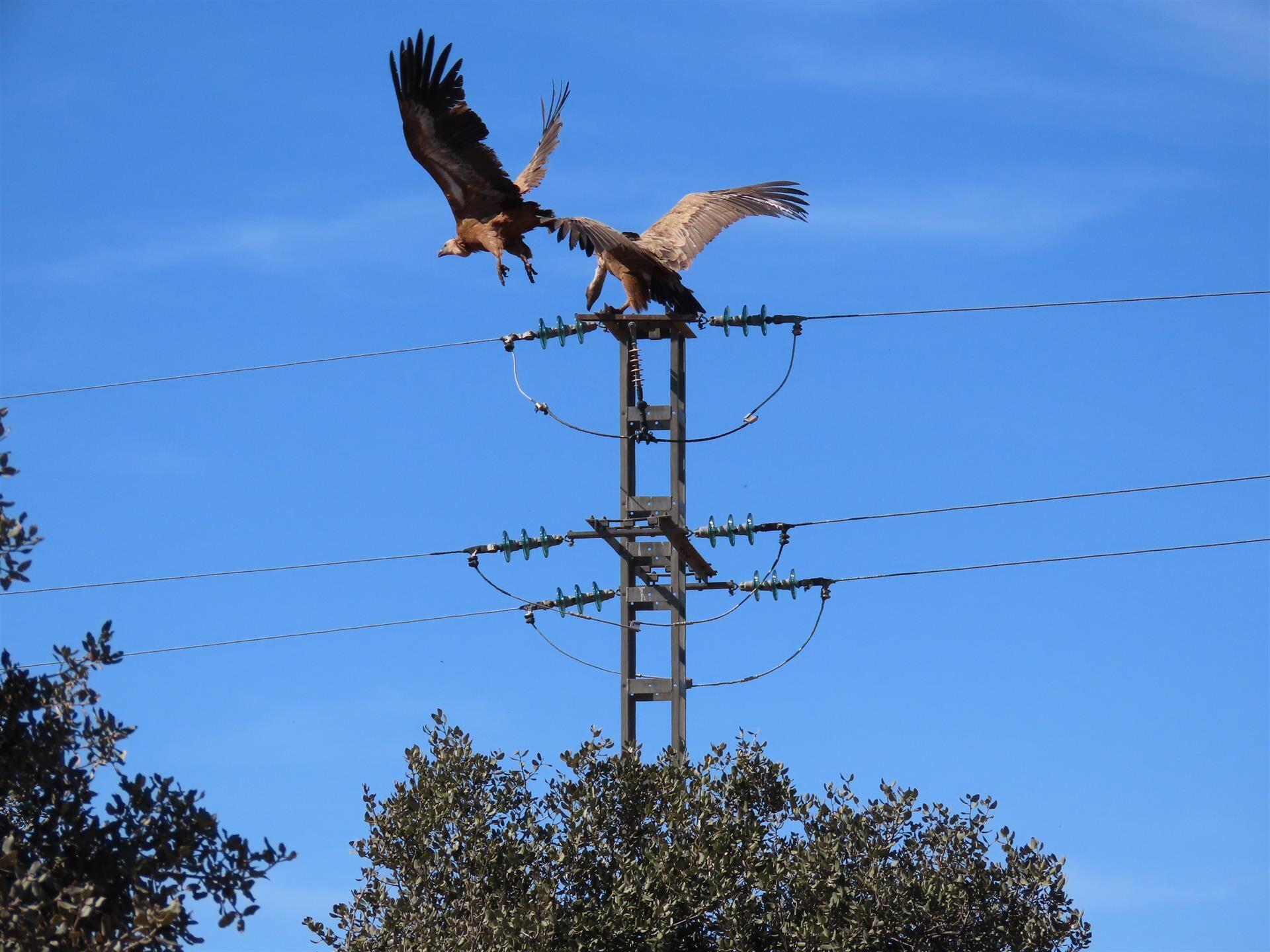 Buitres leonados en torre eléctrica