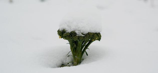 Brócoli cubierto de nieve en Caravaca de la Cruz (Murcia).