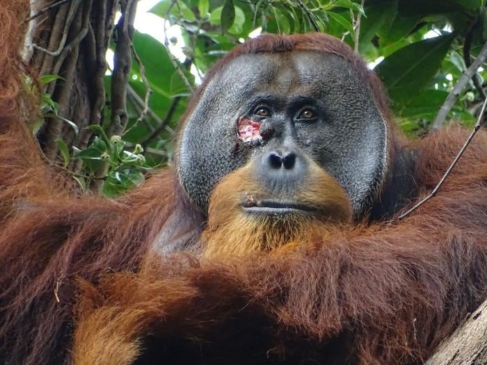 Herida facial de Rakus, un orangután macho adulto de la selva de Sumatra, en Indonesia, que ha sido capaz de curarla usando una planta medicinal.