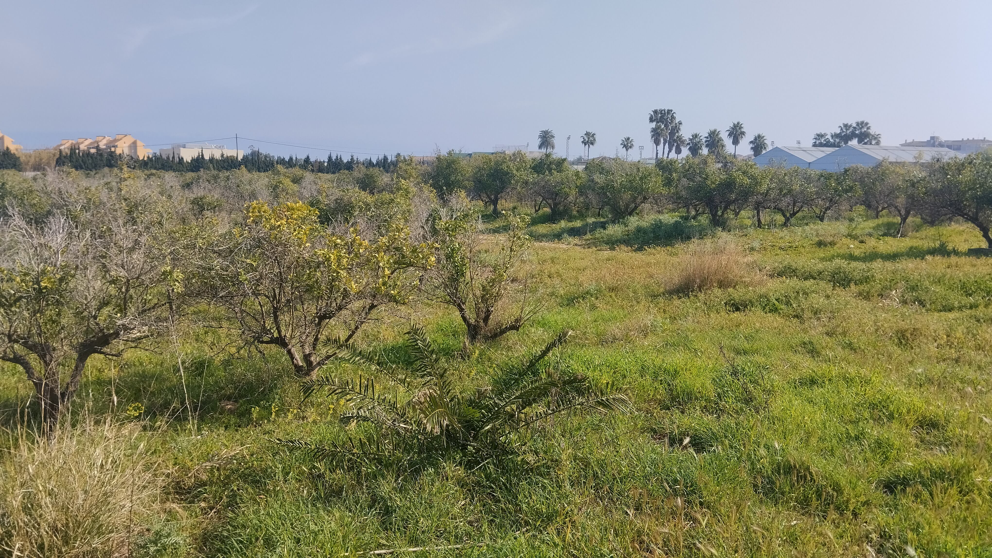 Parte de la parcela donde se levantará el futuro parque agrario experimental, junto a la vía verde de Dénia.