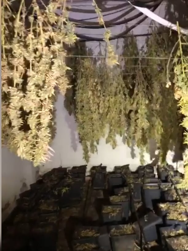 Desmantelada una plantación de marihuana de 765 plantas en un chalet de Lorca