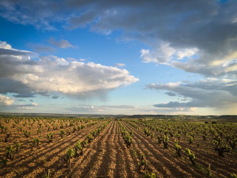 Viñedo ribereño