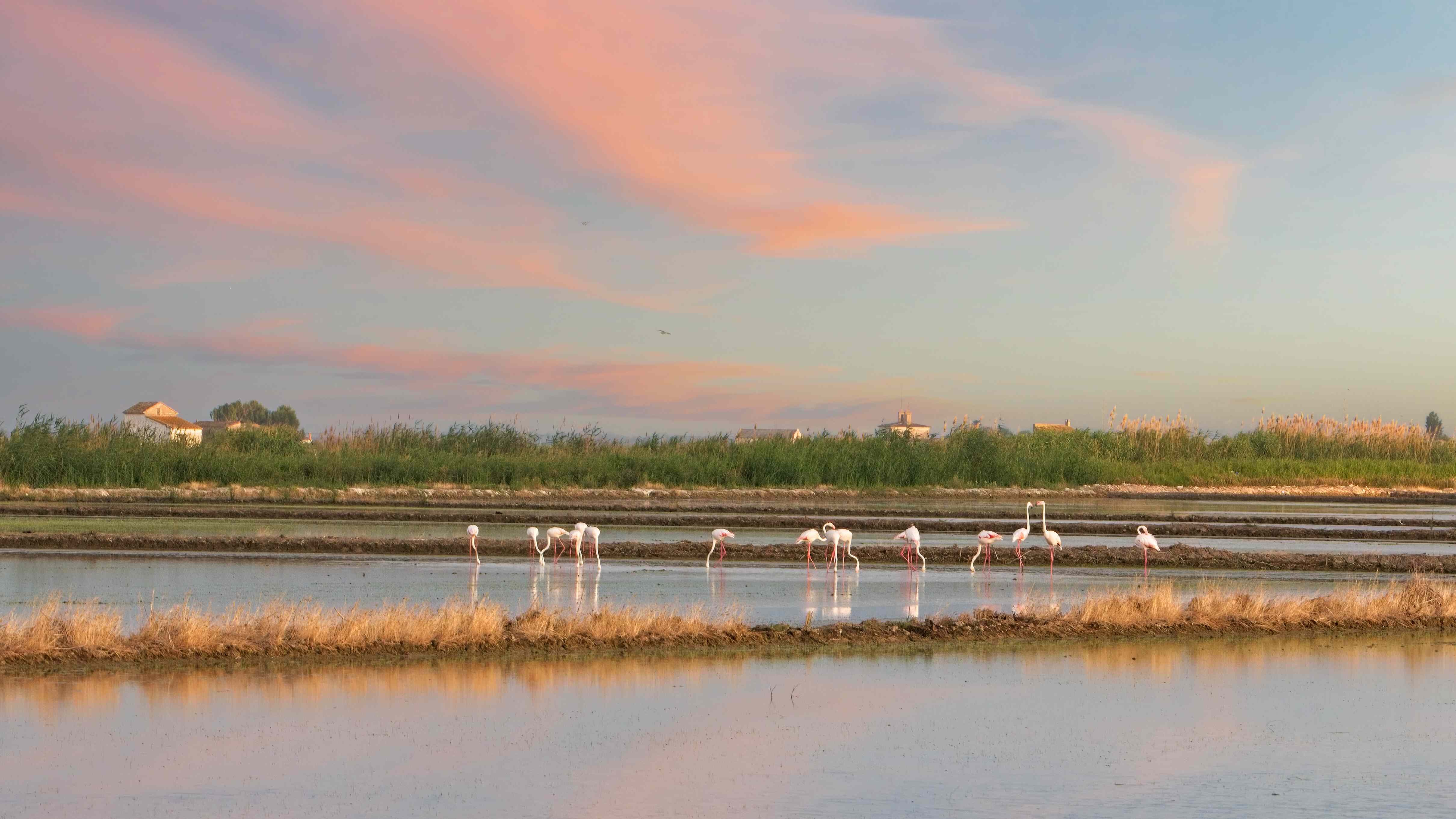 Flamencos en la Albufera de València