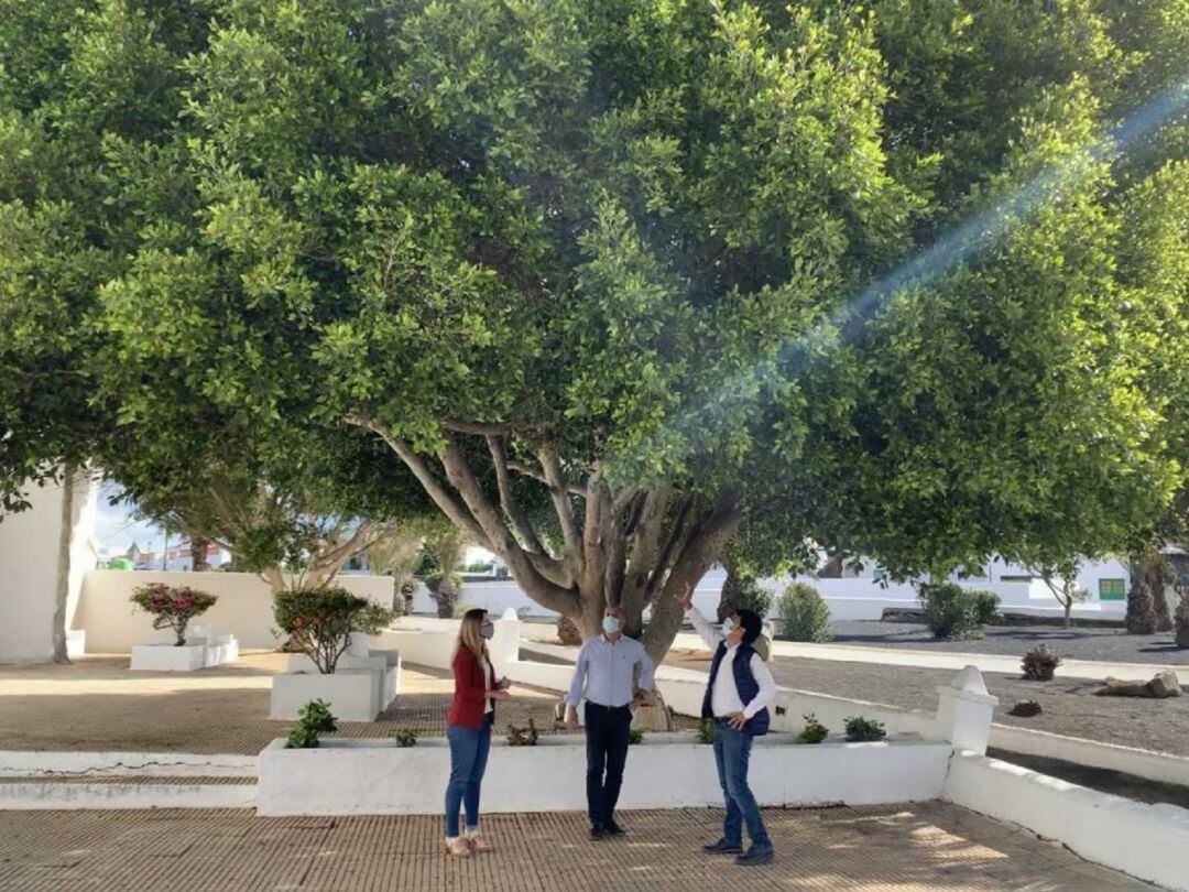 Concejales socialistas bajo un árbol en Teguise.