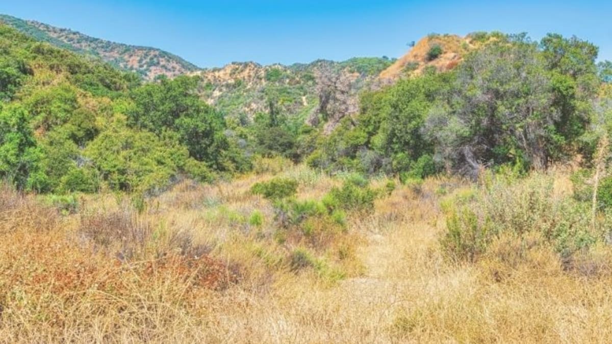 Chaparral: La entrada de Lorente