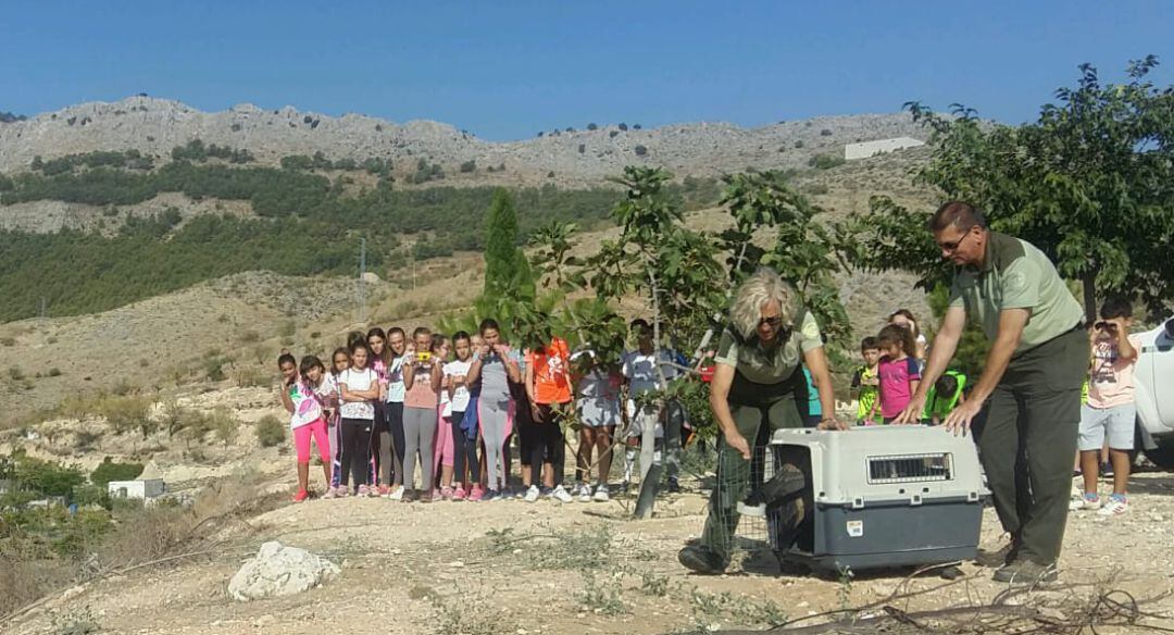 Técnicos de la delegación de Medio Ambiente sueltan uno de los buitres ante la mirada de los alumnos del Colegio Nuestra Señora de las Nieves, de Pegalajar.