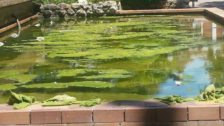 Foto del ex alcalde de Palencia sobre la situación del estanque de Los Jardinillos